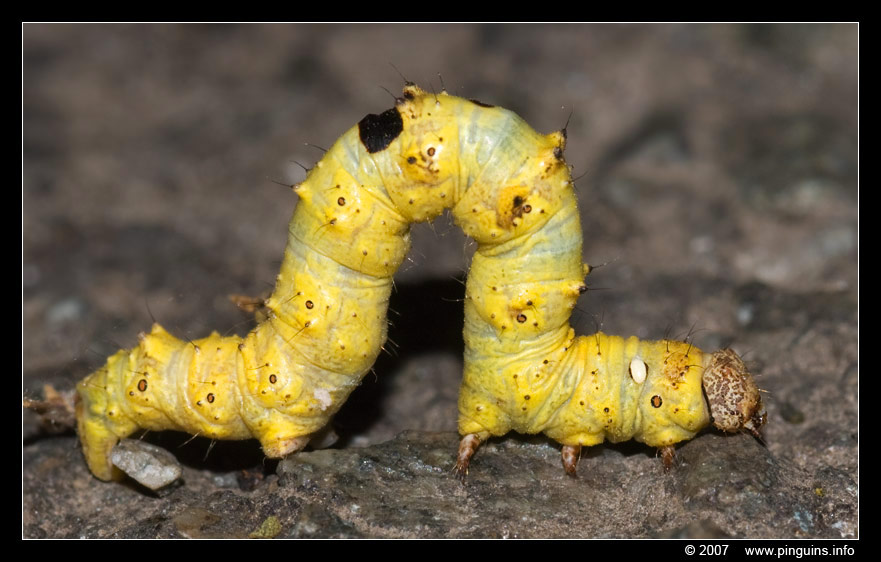 rups   caterpillar
Keywords: Hallerbos Belgie Belgium rups caterpillar