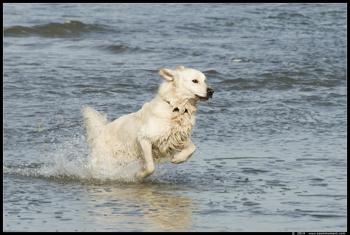 Hond spelend in zee
