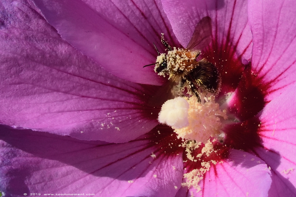 hommel ( Bombus lucorum ) bumblebee
Trefwoorden: Tuin Beerse Beglium hommel Bombus lucorum bumblebee