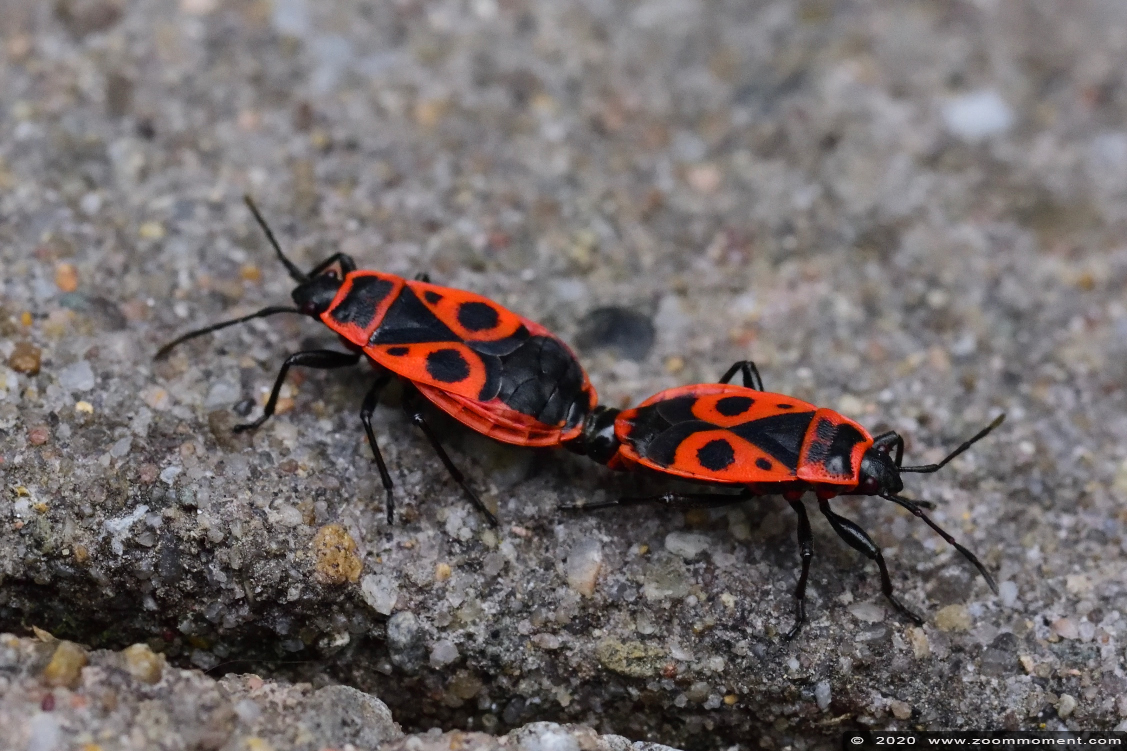 vuurwants  ( Pyrrhocoris apterus ) fire bug
Trefwoorden: Tuin Beerse Belgium vuurwants Pyrrhocoris apterus fire bug