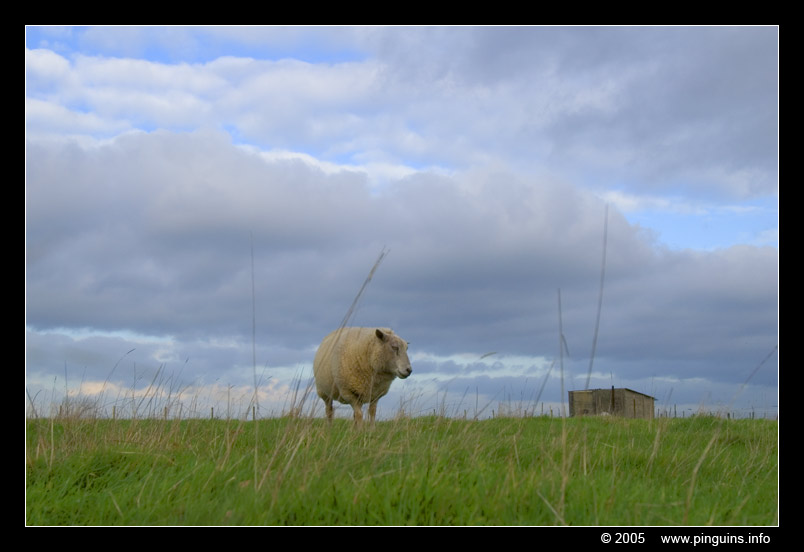 Koeheide
Natuurgebied/nature reserve Koeheide in Bertem (BE)
Keywords: Natuurgebied nature reserve Koeheide Bertem schaap sheep