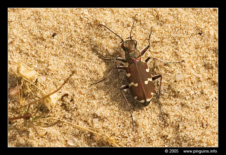 loopkever of zandkever  ( Loonse Duinen    dunes )    bug
Trefwoorden: Loonse Drunense Duinen dunes kever bug loopkever