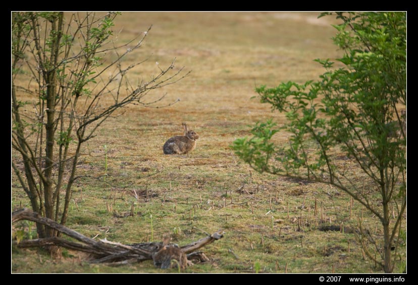 konijn  rabbit
Kulcsszavak: Mol Belgie konijn rabbit