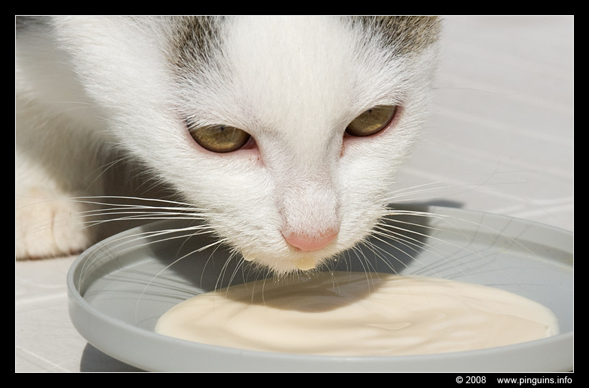 poes ( Felis domestica ) cat : Witteke
zwerfkatje, intussen geplaatst
Trefwoorden: poes Felis domestica cat Witteke