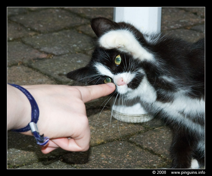 poes ( Felis domestica ) cat : Zwartje
Ključne reči: poes Felis domestica cat Zwartje