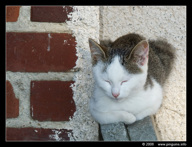 poes ( Felis domestica ) cat : Witteke
Trefwoorden: poes Felis domestica cat Witteke