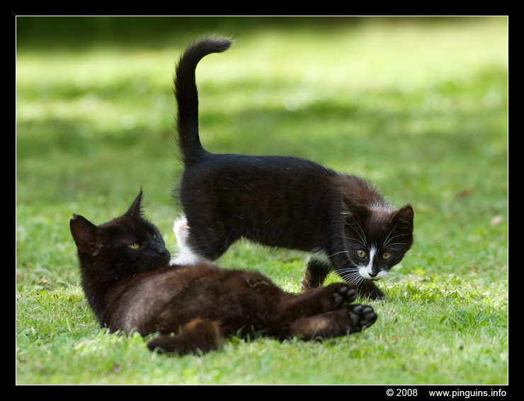 poes ( Felis domestica ) cat : Kiara en mama
Trefwoorden: poes Felis domestica cat Kiara mama
