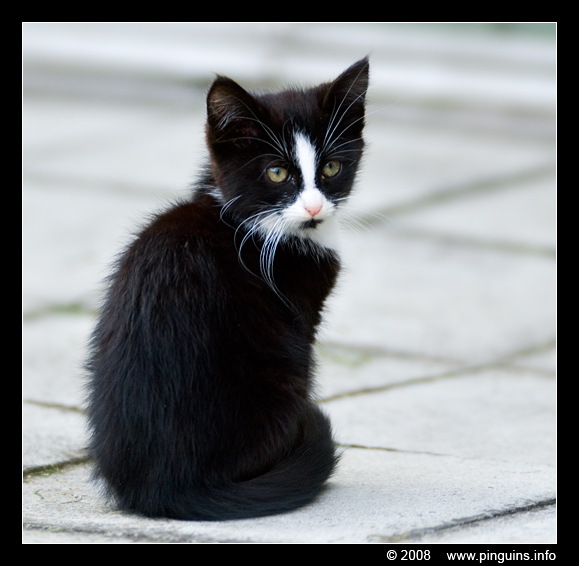 poes ( Felis domestica ) cat : Zwartje
Keywords: poes Felis domestica cat Zwartje