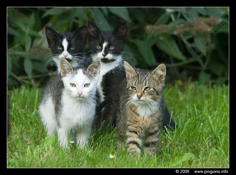 poes ( Felis domestica ) cat : vier zwerfpoesjes Zwartje , Witteke , Kiara en Kona
Trefwoorden: poes Felis domestica cat Zwartje Witteke Kona Kiara