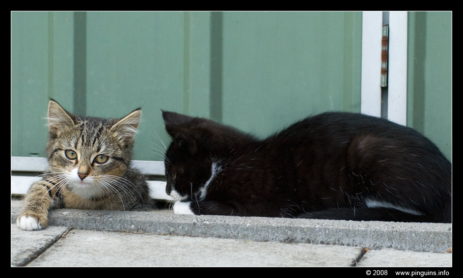 poes ( Felis domestica ) cat : Kiara en Kona
Keywords: poes Felis domestica cat Kiara Kona