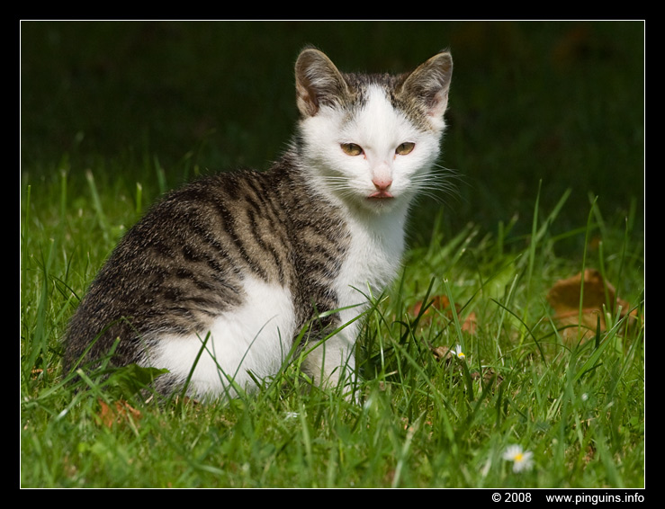 poes ( Felis domestica ) cat : Witteke
Ключови думи: poes Felis domestica cat Witteke