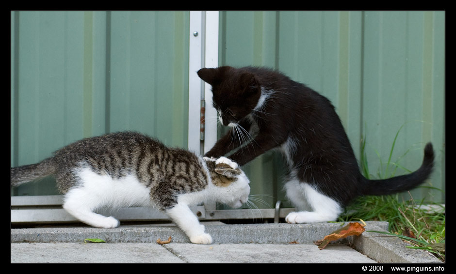 poes ( Felis domestica ) cat : Witteke en Kiara
Keywords: poes Felis domestica cat Kiara Witteke