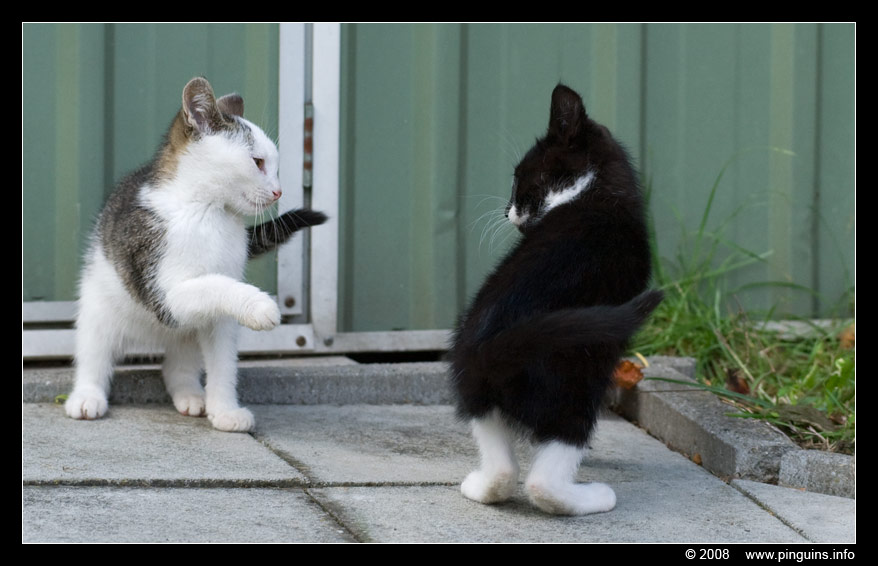 poes ( Felis domestica ) cat : Witteke en Kiara
Keywords: poes Felis domestica cat Kiara Witteke