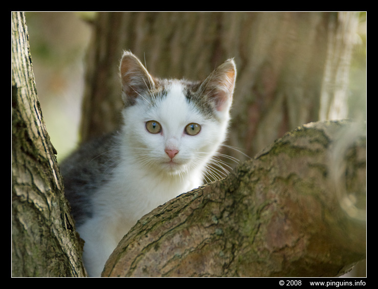 poes ( Felis domestica ) cat : Witteke
Keywords: poes Felis domestica cat Witteke