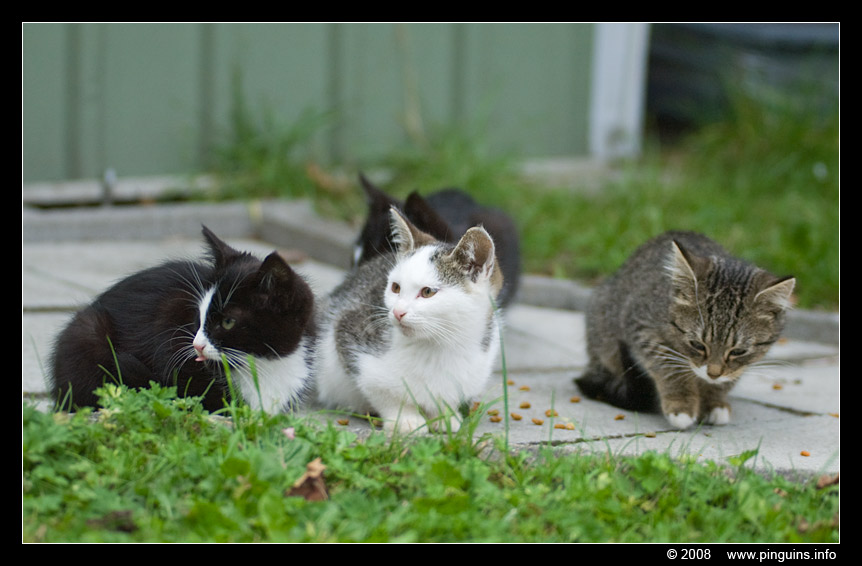 poes ( Felis domestica ) cat : vier zwerfpoesjes Kiara , Kona , Zwartje en Witteke
Keywords: poes Felis domestica cat Witteke Zwartje Kona Kiara