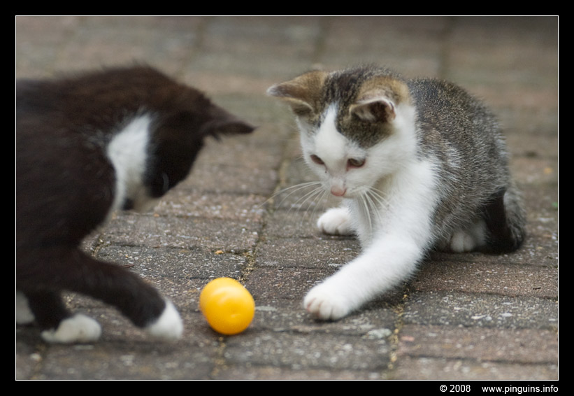 poes ( Felis domestica ) cat : Kiara en Witteke
Kulcsszavak: poes Felis domestica cat Witteke Kiara