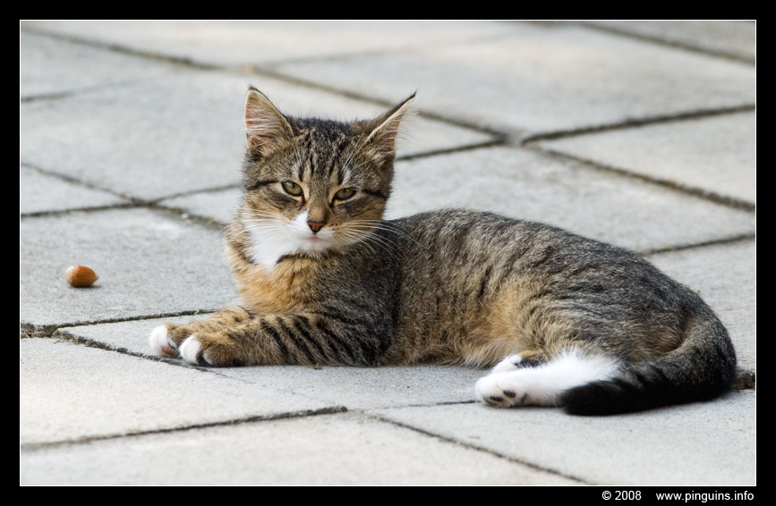 poes ( Felis domestica ) cat : Kona
کلمات کلیدی: poes Felis domestica cat Kona