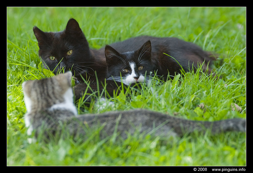 poes ( Felis domestica ) cat : mama met Zwartje en Witteke
Trefwoorden: poes Felis domestica cat Witteke Zwartje