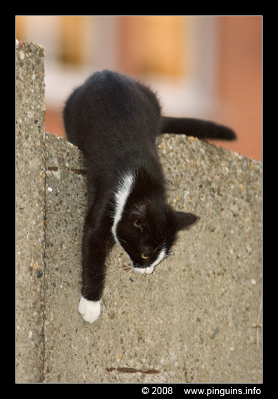 poes ( Felis domestica ) cat : Zwartje
Trefwoorden: poes Felis domestica cat Zwartje