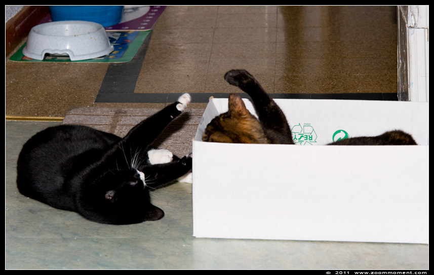 Miechka en Pruts spelend
Palavras chave: Miechka Pruts Felis domestica cat kat kitten