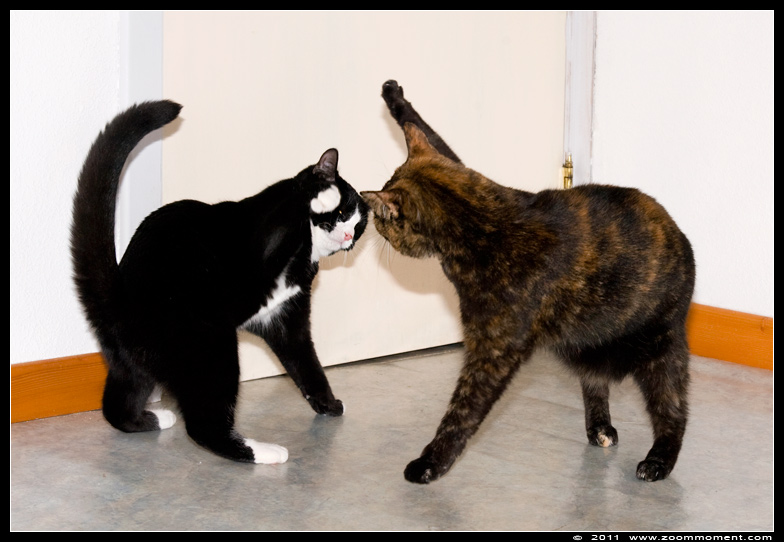 Miechka en Pruts spelend
Keywords: Miechka Pruts Felis domestica cat kat kitten