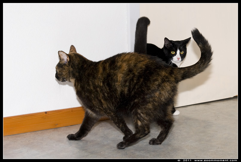 Miechka en Pruts spelend
Keywords: Miechka Pruts Felis domestica cat kat kitten