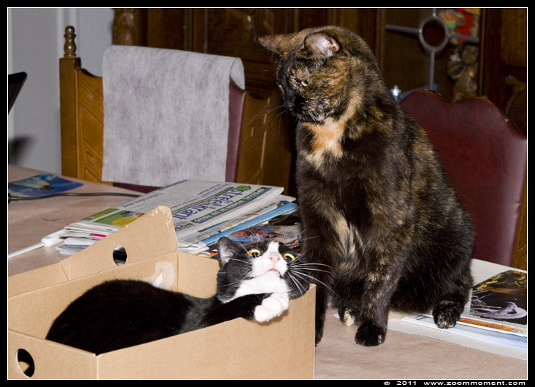 Miechka en Pruts spelend
Trefwoorden: Miechka Pruts Felis domestica cat kat kitten