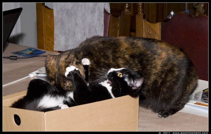 Miechka en Pruts spelend
Kulcsszavak: Miechka Pruts Felis domestica cat kat kitten