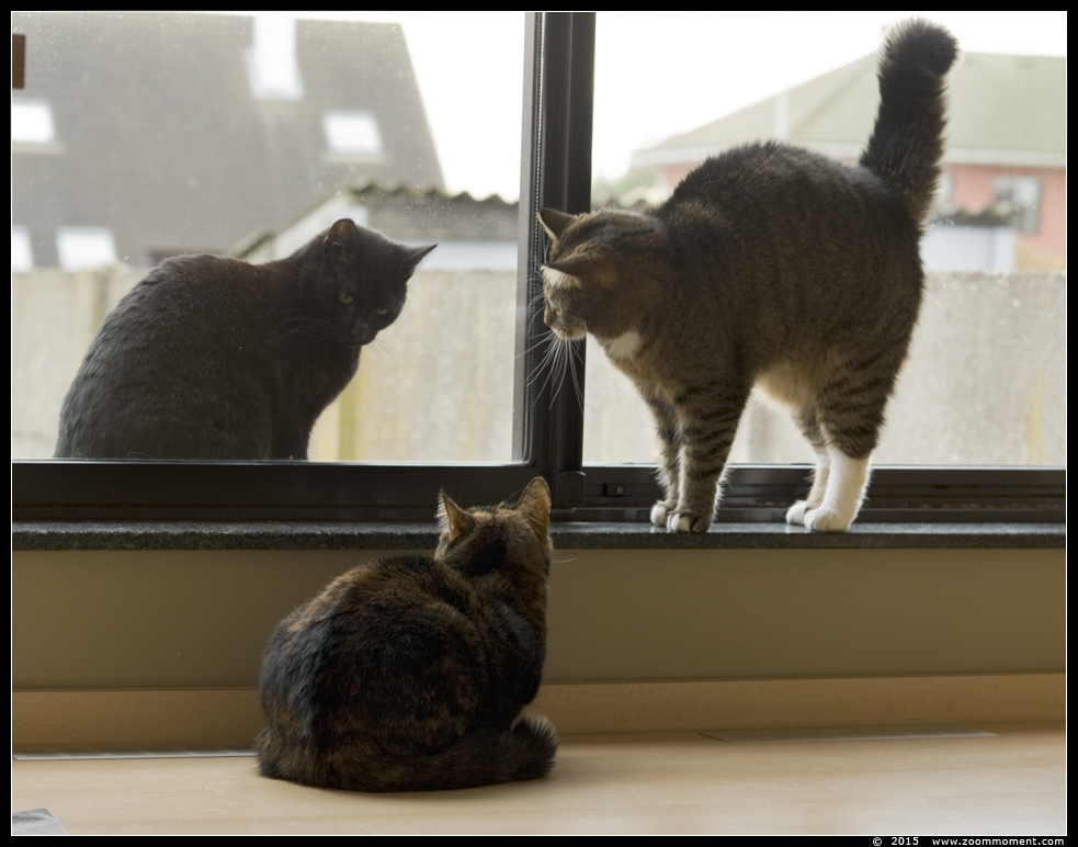 poes ( Felis domestica ) cat : Kona en Pruts met de poes van de buren
Trefwoorden: poes Felis domestica  cat  Kona Pruts 