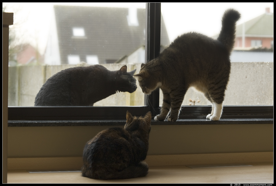 poes ( Felis domestica ) cat : Kona en Pruts met de poes van de buren
Keywords: poes Felis domestica  cat  Kona Pruts 