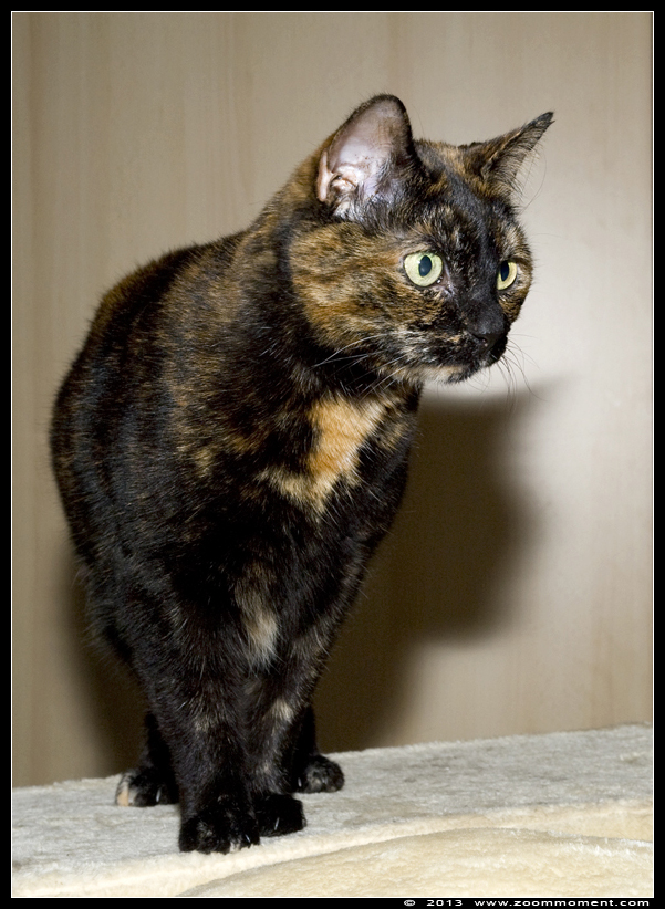 poes ( Felis domestica ) cat : Pruts
Trefwoorden: poes Felis domestica cat Pruts