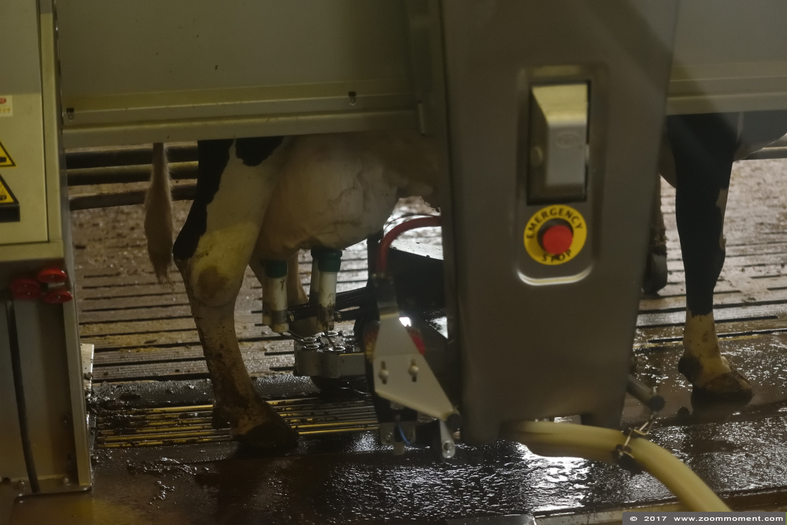 koe cow
Trefwoorden: Rob Vogelhof Boxtel koe cow melkmachine