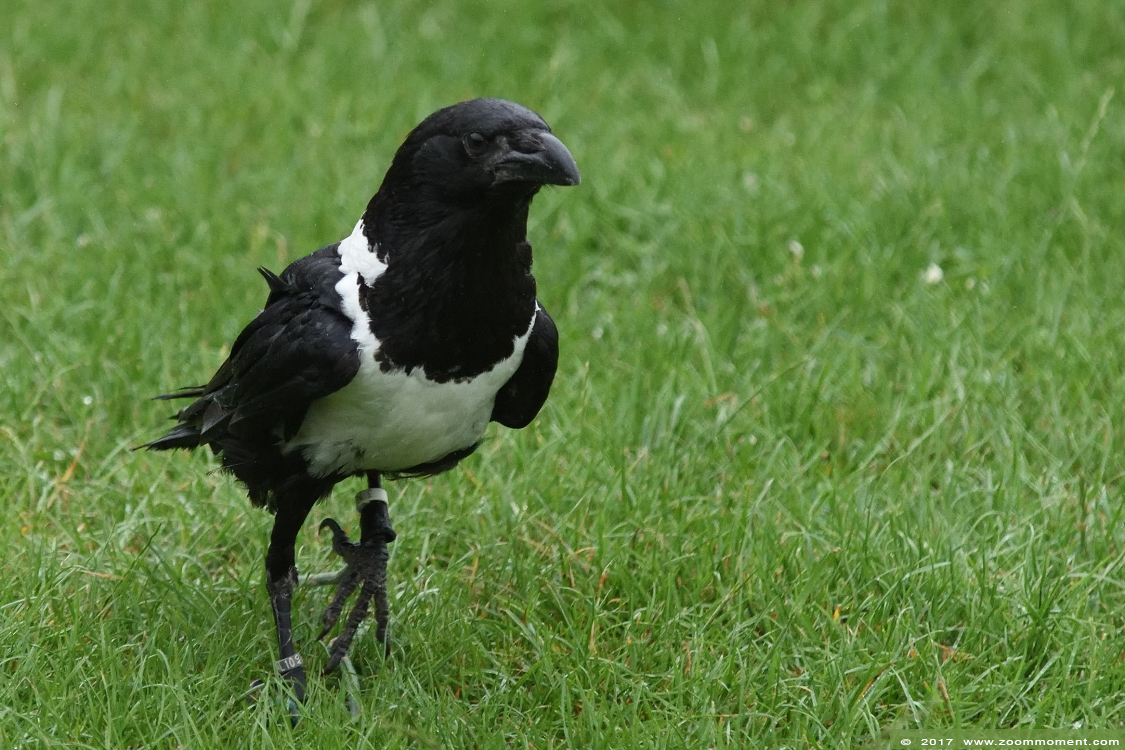 schildraaf  ( Corvus albus ) pied crow
Keywords: Rob Vogelhof Boxtel schildraaf Corvus albus pied crow