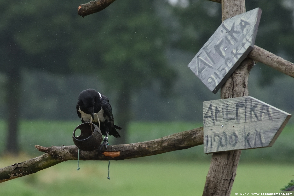 schildraaf  ( Corvus albus ) pied crow
Trefwoorden: Rob Vogelhof Boxtel schildraaf Corvus albus pied crow