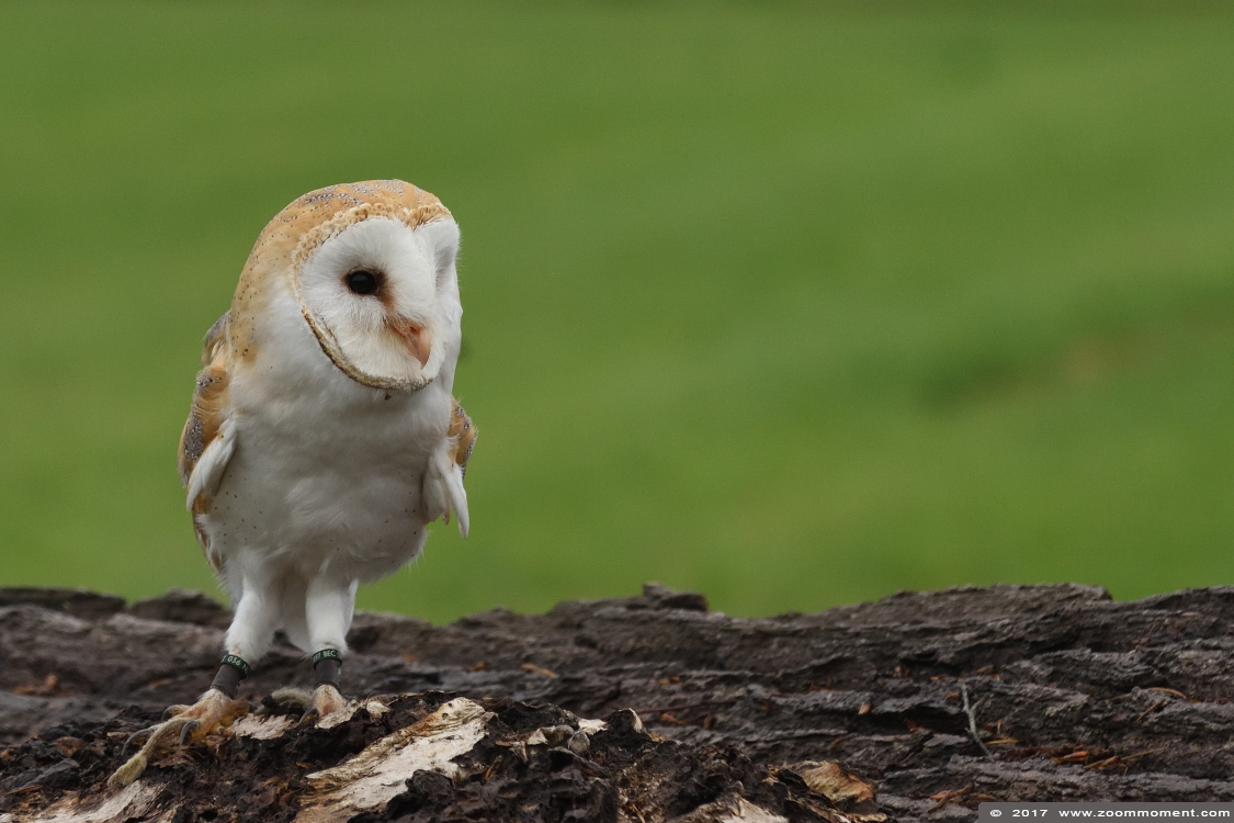 kerkuil ( Tyto alba ) barn owl
Paraules clau: Rob Vogelhof Boxtel kerkuil Tyto alba barn owl