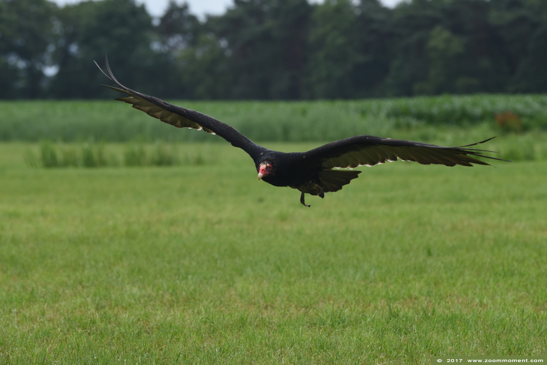 kalkoengier of roodkopgier  ( Cathartes aura ) turkey vulture 
Keywords: Rob Vogelhof Boxtel kalkoengier roodkopgier Cathartes aura turkey vulture