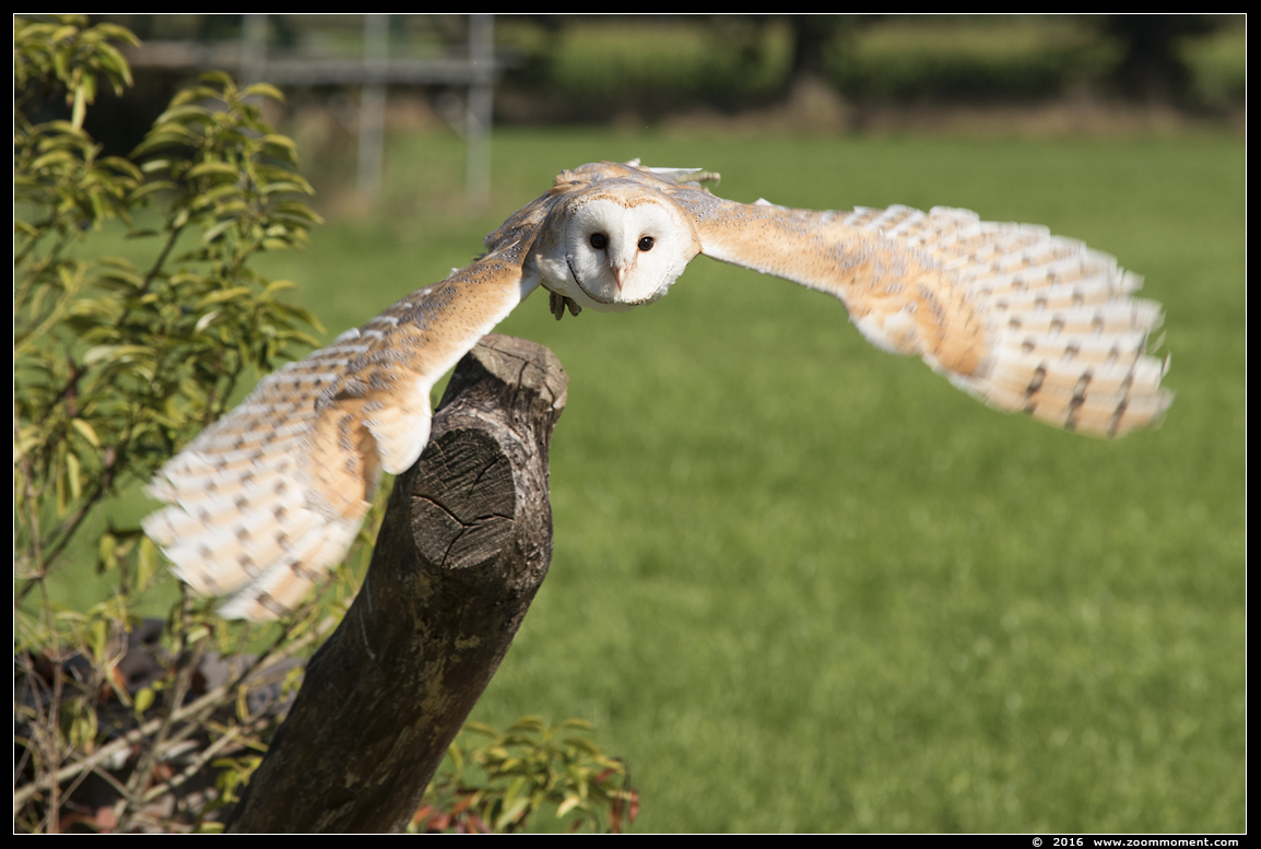 kerkuil ( Tyto alba ) barn owl
Avainsanat: Rob Vogelhof Boxtel kerkuil Tyto alba barn owl