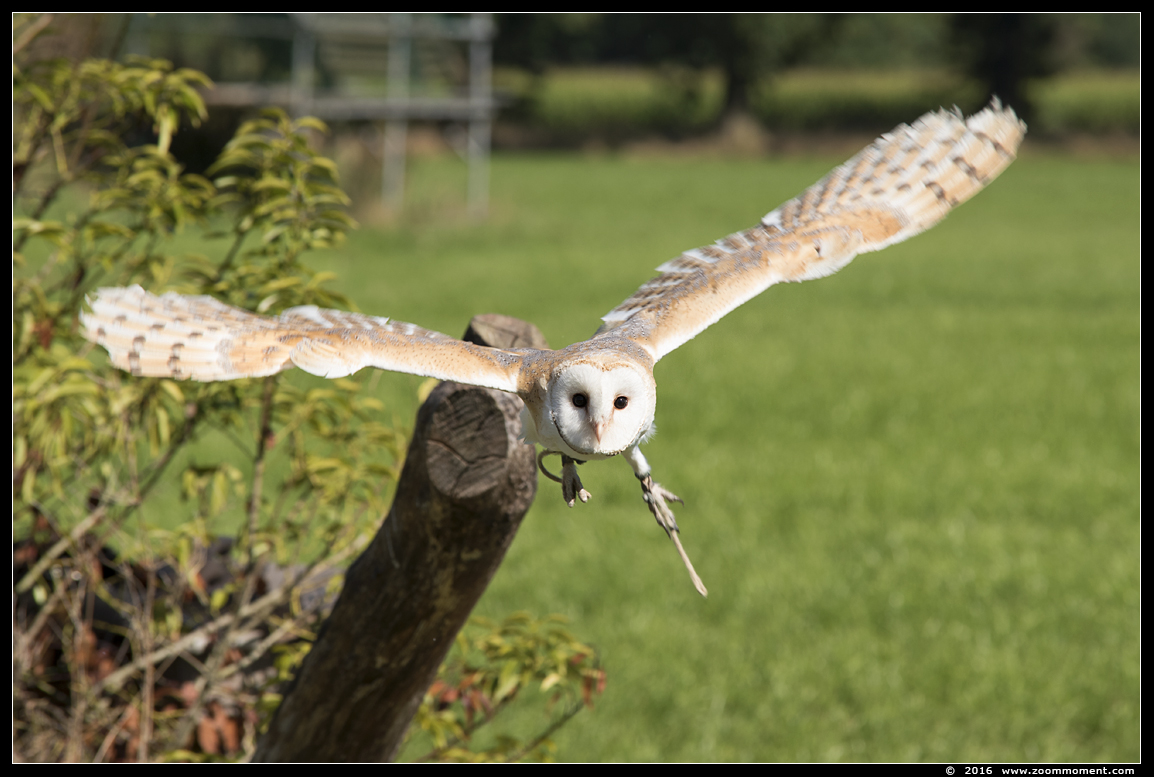 kerkuil ( Tyto alba ) barn owl
Ключови думи: Rob Vogelhof Boxtel kerkuil Tyto alba barn owl