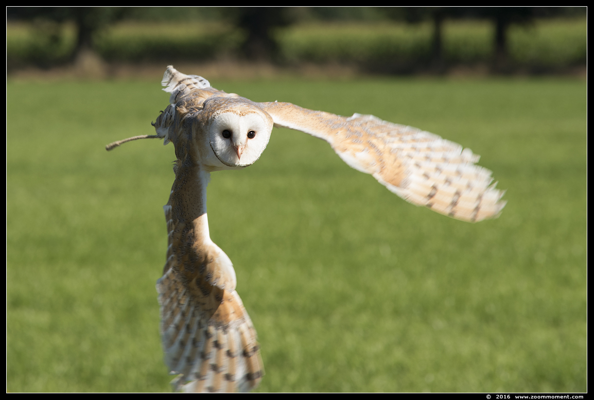 kerkuil ( Tyto alba ) barn owl
Trefwoorden: Rob Vogelhof Boxtel kerkuil Tyto alba barn owl