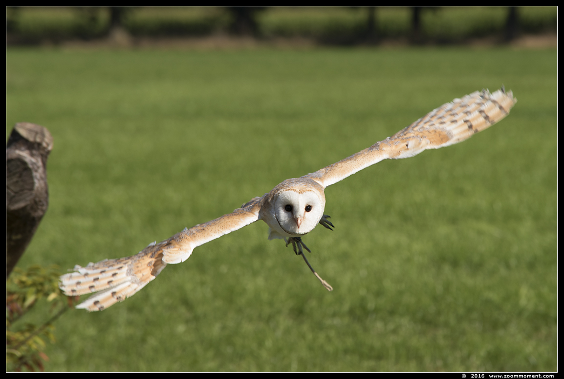 kerkuil ( Tyto alba ) barn owl
Keywords: Rob Vogelhof Boxtel kerkuil Tyto alba barn owl