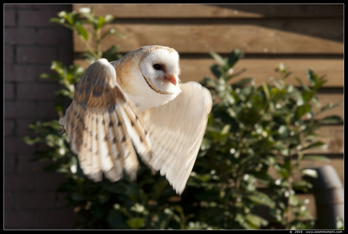 kerkuil  ( Tyto alba ) barn owl
Trefwoorden: Rob Vogelhof Boxtel kerkuil Tyto alba barn owl