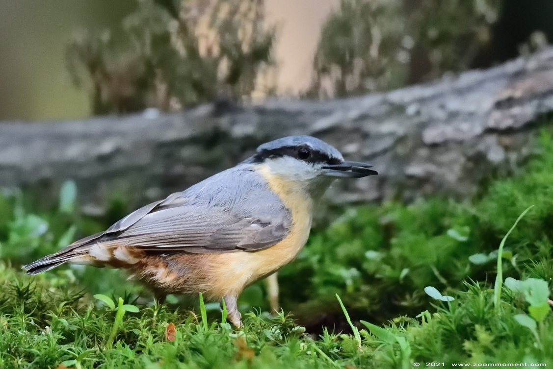 boomklever ( Sitta europaea ) Eurasian nuthatch wood nuthatch Kleiber Spechtmeise
Nyckelord: Schuilhut Herentals boomklever Sitta europaea Eurasian nuthatch wood nuthatch Kleiber Spechtmeise