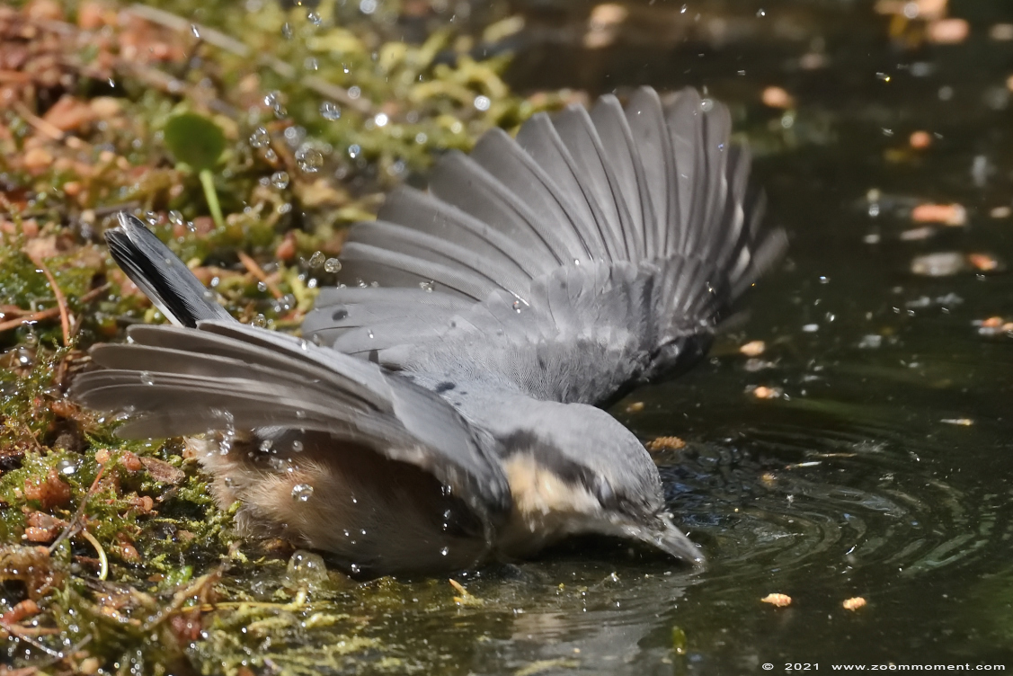 boomklever ( Sitta europaea ) Eurasian nuthatch wood nuthatch Kleiber Spechtmeise
Palabras clave: Schuilhut Herentals boomklever Sitta europaea Eurasian nuthatch wood nuthatch Kleiber Spechtmeise