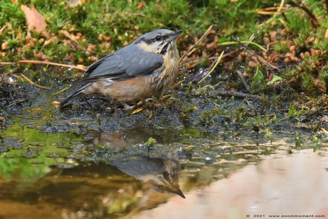 boomklever ( Sitta europaea ) Eurasian nuthatch wood nuthatch Kleiber Spechtmeise
Paraules clau: Schuilhut Herentals boomklever Sitta europaea Eurasian nuthatch wood nuthatch Kleiber Spechtmeise