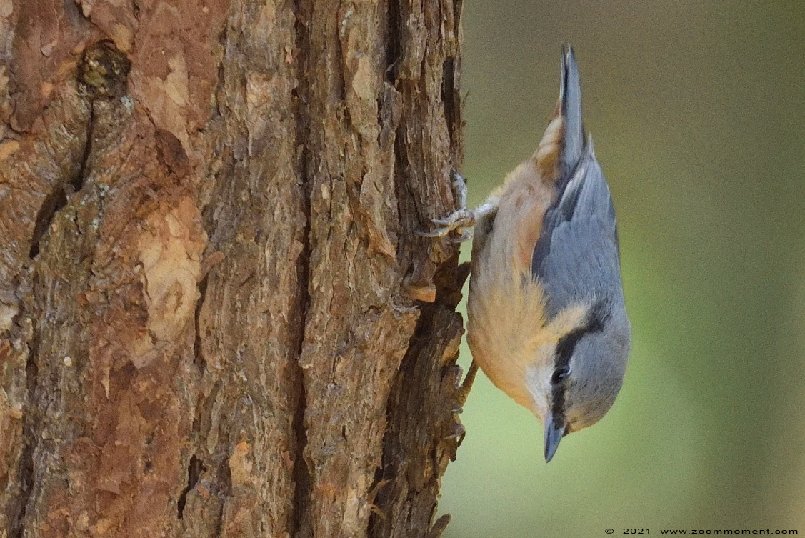 boomklever ( Sitta europaea ) Eurasian nuthatch wood nuthatch Kleiber Spechtmeise
Parole chiave: Schuilhut Herentals boomklever Sitta europaea Eurasian nuthatch wood nuthatch Kleiber Spechtmeise