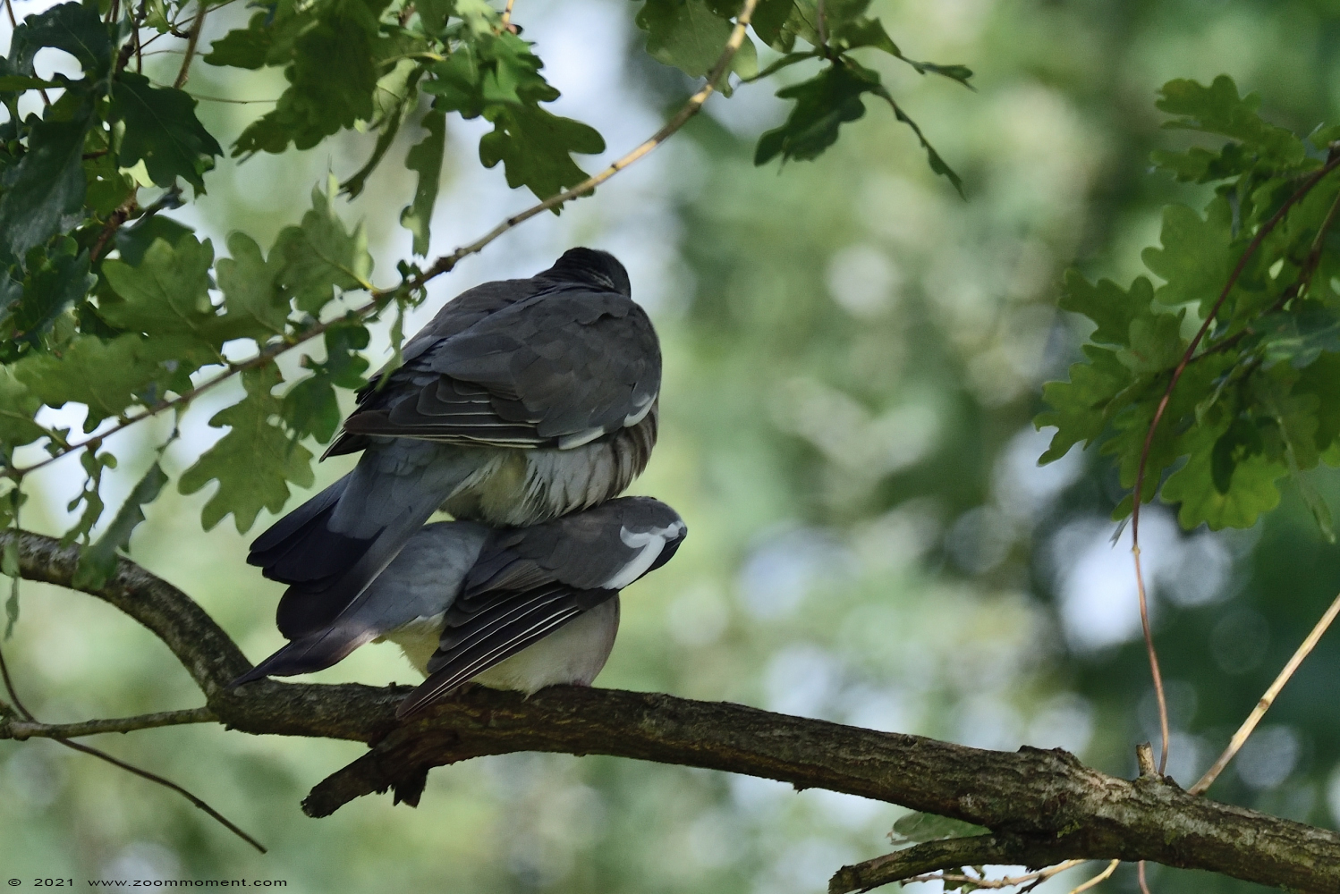 houtduif ( Columba palumbus ) wood pigeon Ringeltaube 
Keywords: Schuilhut Retie houtduif Columba palumbus wood pigeon Ringeltaube