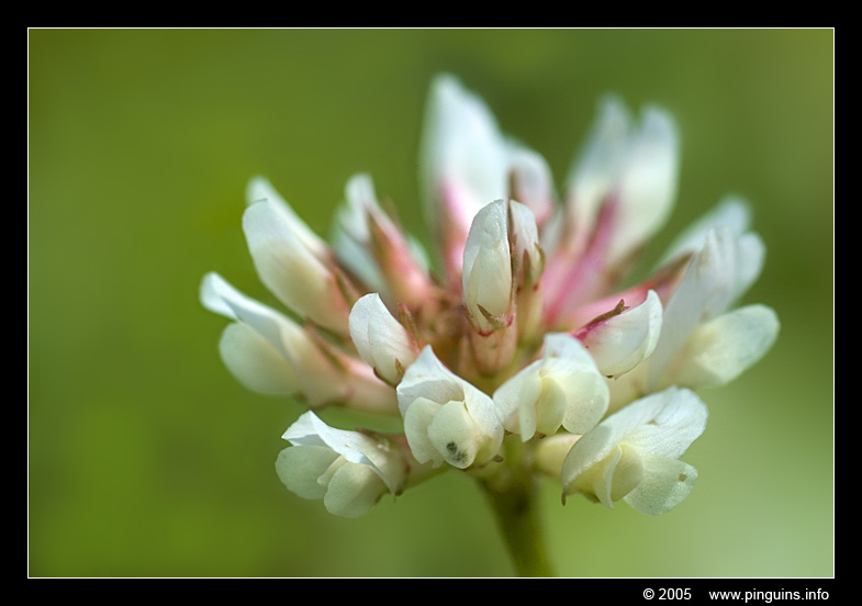 witte klaver  ( Trifolium repens  )
Keywords: Witte klaver Trifolium repens