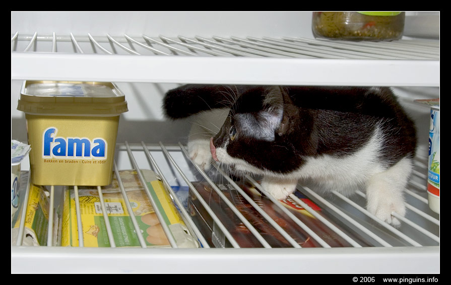 poes  ( Felis domestica ) cat   : Krieby
Het eten in de ijskast kan ze niet weerstaan.
She can not resist to the food in the fridge
Keywords: Krieby Felis domestica cat kat kitten poes