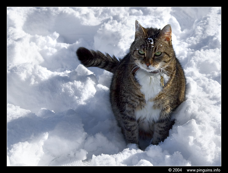 poes  ( Felis domestica ) cat   : Streep
Onze poes Streep in de sneeuw, op de foto 9 jaar oud, spijtig genoeg moesten we ze laten inslapen in 2006.
Our cat Streep in the snow, 9 years old on the picture, sadly not alive anymore since sept 2006
Trefwoorden: Felis domestica cat kat Streep