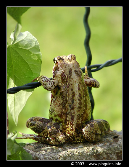 bruine kikker  ( Rana temporaria )  common frog
Keywords: Rana temporaria bruine kikker common frog